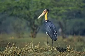 Images Dated 8th December 2009: Lesser Adjutant Stork Bharatpur India