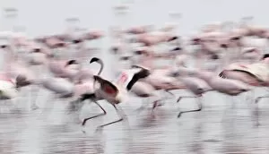Images Dated 20th July 2005: Lesser Flamingos Phoeniconaias minor displaying Lake Nakuru Kenya July