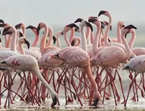 Images Dated 20th July 2005: Lesser Flamingos Phoeniconaias minor Lake Nakuru Kenya July