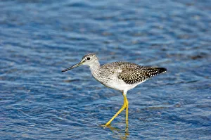 Sandpipers Gallery: 