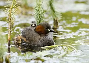 Images Dated 22nd August 2006: Little Grebe with chick on back North Norfolk summer