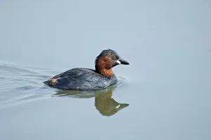 Images Dated 4th May 2006: Little Grebe Tachybaptus ruficollis summer UK