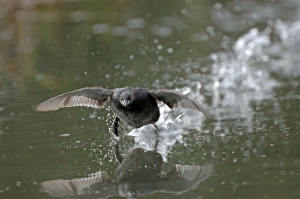 Little Grebe Tachybaptus ruficollis taking off UK spring Little Grebe Tachybaptus ruficollis taking off UK spring