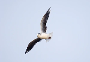 Little Gull Larus minutus adult winter Salthouse Norfolk September Little Gull Larus minutus adult winter Salthouse Norfolk September