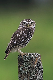 Images Dated 18th November 2009: Little Owl, Athene noctua, UK