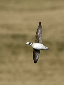 Long-tailed Duck Clangula hyemalis female in April Shetland Long-tailed Duck Clangula hyemalis female in April Shetland