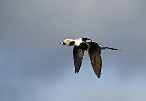 Long-tailed Duck Clangula hyemalis male in April Shetland Long-tailed Duck Clangula hyemalis male in April Shetland