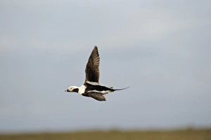 Long-tailed Duck Clangula hyemalis male Shetland March Long-tailed Duck Clangula hyemalis male Shetland March