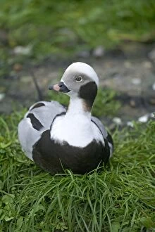 Images Dated 3rd December 2004: Long-tailed Duck Clangula hyemalis male winter Norway