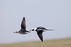 Long-tailed Ducks Clangula hyemalis pair Shetland April Long-tailed Ducks Clangula hyemalis pair Shetland April