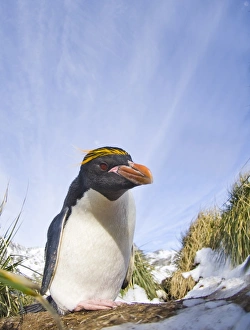 Macaroni Penguin Eudyptes chrysolophus Cooper Bay South Georgia November Macaroni Penguin Eudyptes chrysolophus Cooper Bay South Georgia November