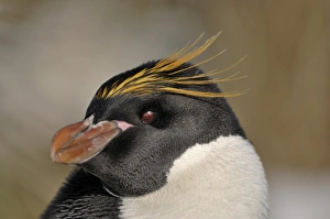 Macaroni Penguin showing red iris South Georgia Macaroni Penguin showing red iris South Georgia