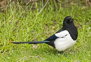 Images Dated 10th April 2005: Magpie Pica pica Kent spring