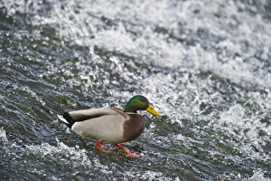 Mallard Anas platyrhynchos male Dumfries Scotland winter Mallard Anas platyrhynchos male Dumfries Scotland winter