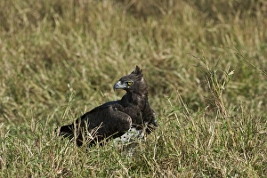 Martial Eagle Polemaetus bellicosus Masai Mara Kenya Martial Eagle Polemaetus bellicosus Masai Mara Kenya