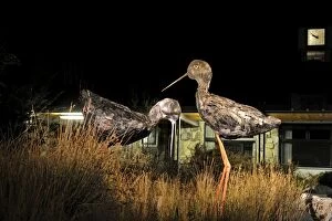 Images Dated 12th November 2011: Metal sculptures of the Black Stilt (Kaki) in the market place Twizel made by local