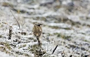 Whinchat Gallery: Migrant Whinchat Saxicola rubetra in blizzard Georgia April