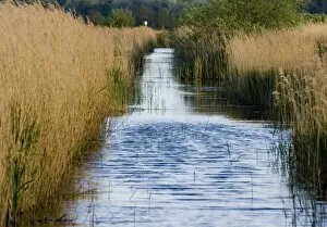 Reedbed Gallery: Minsmere Suffolk May