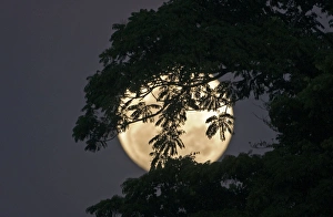 Moon rising behind forest on Palawan Philippines Moon rising behind forest on Palawan Philippines