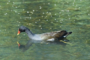 Moorhen Gallinula chloropus feeding Minsmere Suffolk June Moorhen Gallinula chloropus feeding Minsmere Suffolk June