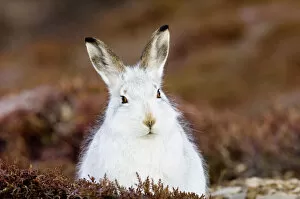 Mountain Hare lepus timidus on mountainside scotland winter