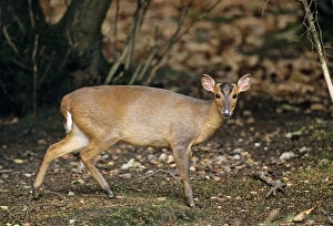 Mammal Collection: Muntjac Deer Salthouse Heath Norfolk winter