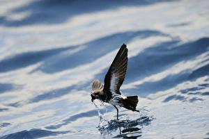 New Zealand Storm Petrel Oceanites maorianus Hauraki Gulf off North Island New Zealand New Zealand Storm Petrel Oceanites maorianus Hauraki Gulf off North Island New Zealand