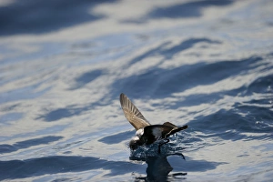 New Zealand Storm Petrel Oceanites maorianus Hauraki Gulf off North Island New Zealand