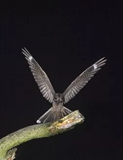 Related Images Gallery: Nightjar Caprimulgus europaeus landing on song post on heath North Norfolk July