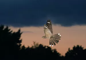 Related Images Gallery: Nightjar Caprimulgus europaeus male in display flight North Norfolk June