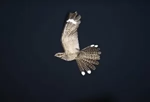 Related Images Gallery: Nightjar Caprimulgus europeaea male in display flight North Norfolk June
