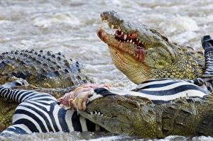 Nile Crocodiles feeding on Zebra foal Mara River Masai Mara Kenya Nile Crocodiles feeding on Zebra foal Mara River Masai Mara Kenya