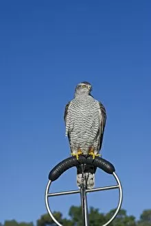 Images Dated 7th October 2010: Northern Goshawk Accipiter gentilis falconers bird Lincolnshire