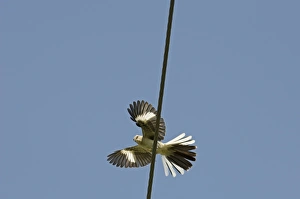 Northern Mockingbird Cape May New Jersey USA spring Northern Mockingbird Cape May New Jersey USA spring