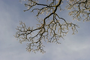 Oak tree covered in hoar frost Dumfries Scotland winter Oak tree covered in hoar frost Dumfries Scotland winter