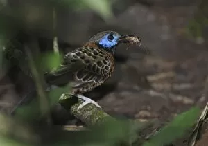 Images Dated 19th November 2005: Ocellated Antbird Phaenostictus mcleannani feeding around ant swarm along Pipeline