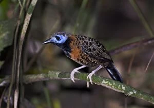 Images Dated 19th November 2005: Ocellated Antbird Phaenostictus mcleannani feeding around ant swarm along Pipeline