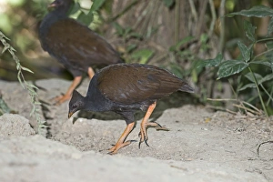 Orange-footed Scrubfowl Megapodius reinwardt Queensland Australia October