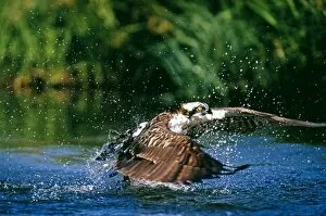 Images Dated 20th July 2009: Osprey, Pandion haliaeetus, exploding out of water with a trout, Finland, summer