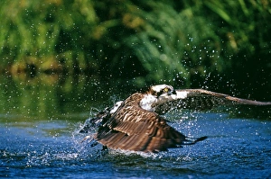 Osprey, Pandion haliaeetus, exploding out of water with a trout, Finland, summer