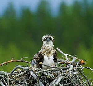 Images Dated 12th July 2004: Osprey Pandion haliaetus female with chick in nest Finland July