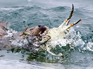 Images Dated 11th June 2005: Otter Lutra lutra bringing crab ashore Shetland June