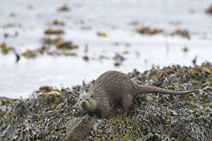 Otter Lutra lutra depositing a scat on shore Shetland April Otter Lutra lutra depositing a scat on shore Shetland April