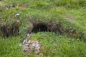 Otter scats at latrine close to holt Shetland summer Otter scats at latrine close to holt Shetland summer