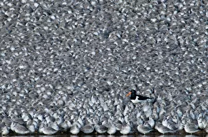 Images Dated 3rd March 2010: Oystercatcher Haematopus ostralegus among roosting Knot Caldris canutus Snettisham