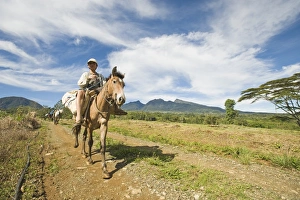 Pack horses descending Mt Kitanglad on Mindanao Philippines Pack horses descending Mt Kitanglad on Mindanao Philippines