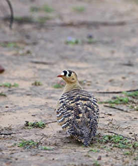 Painted sandgrouse (pterocles indicus) Ranthambore India Painted sandgrouse (pterocles indicus) Ranthambore India