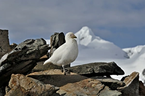Pale-faced Sheathbill Chionis alba Antarctic Peninsula Pale-faced Sheathbill Chionis alba Antarctic Peninsula