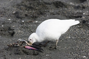 Pale-faced Sheathbill Chionis alba feeding on king penguin skull South Georgia Pale-faced Sheathbill Chionis alba feeding on king penguin skull South Georgia