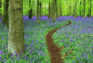 Path through Bluebell Wood in Chilterns, Bucks, UK, April Path through Bluebell Wood in Chilterns, Bucks, UK, April